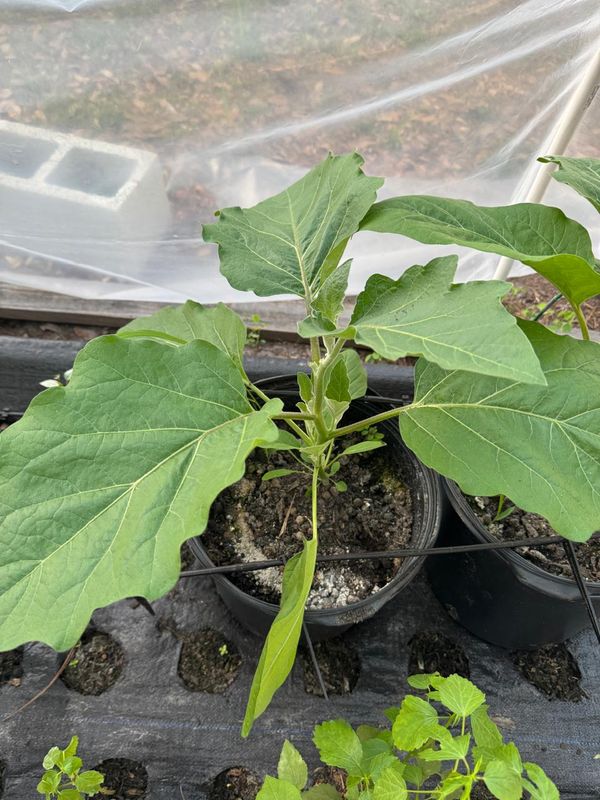 Egg plant(brinjal)(Tampa only)
