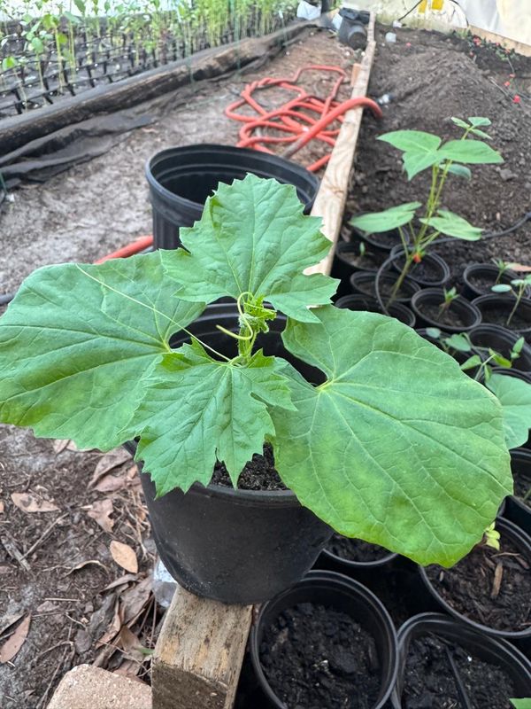 Bitter Gourd(Tampa only)