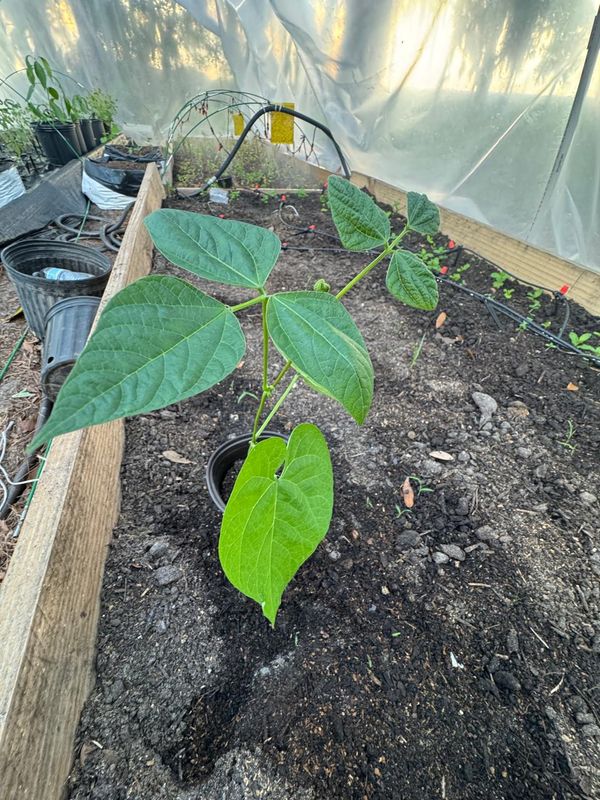 Beans seedlings(Tampa only)
