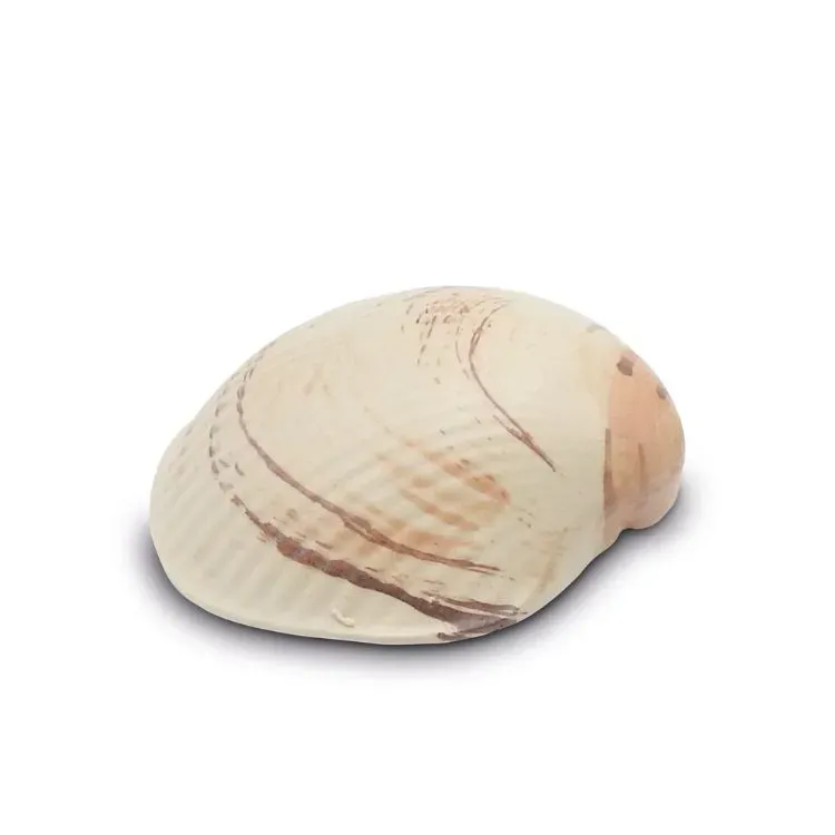 Schelp urn in keramiek met Bruintonen