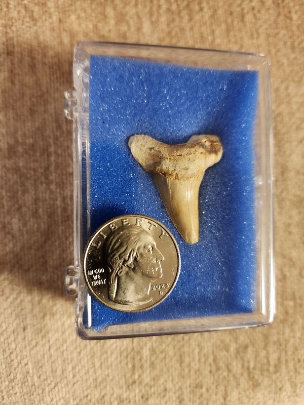 #9 Fossil tooth Lg in Display case