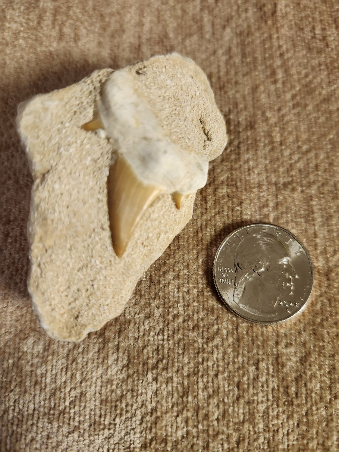 #11 Fossil Tooth in Matrix