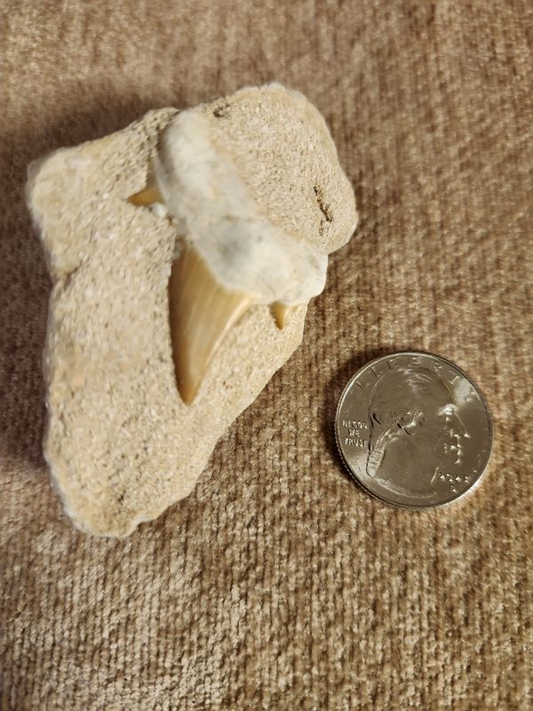 #11 Fossil Tooth in Matrix