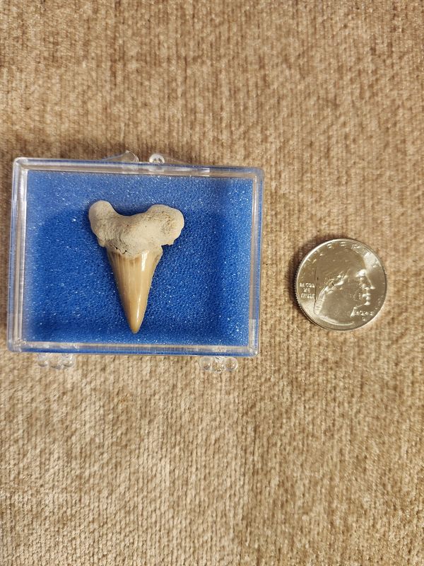 #10 Fossil Shark Tooth Medium