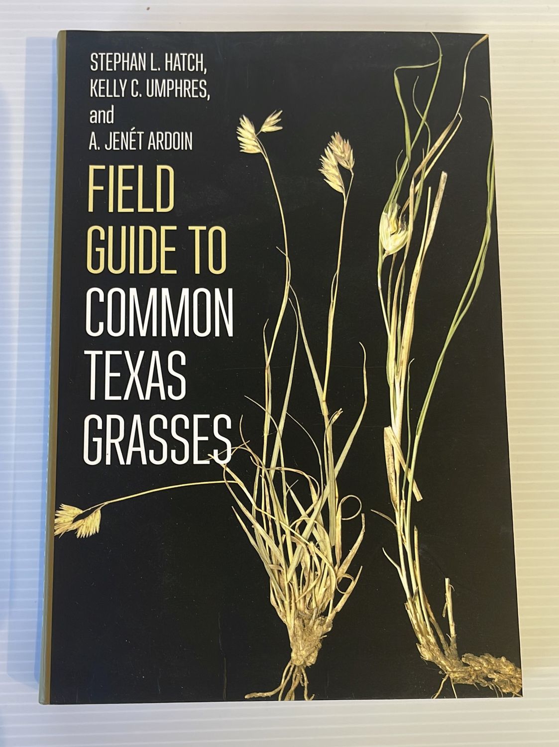 Common Texas Grasses