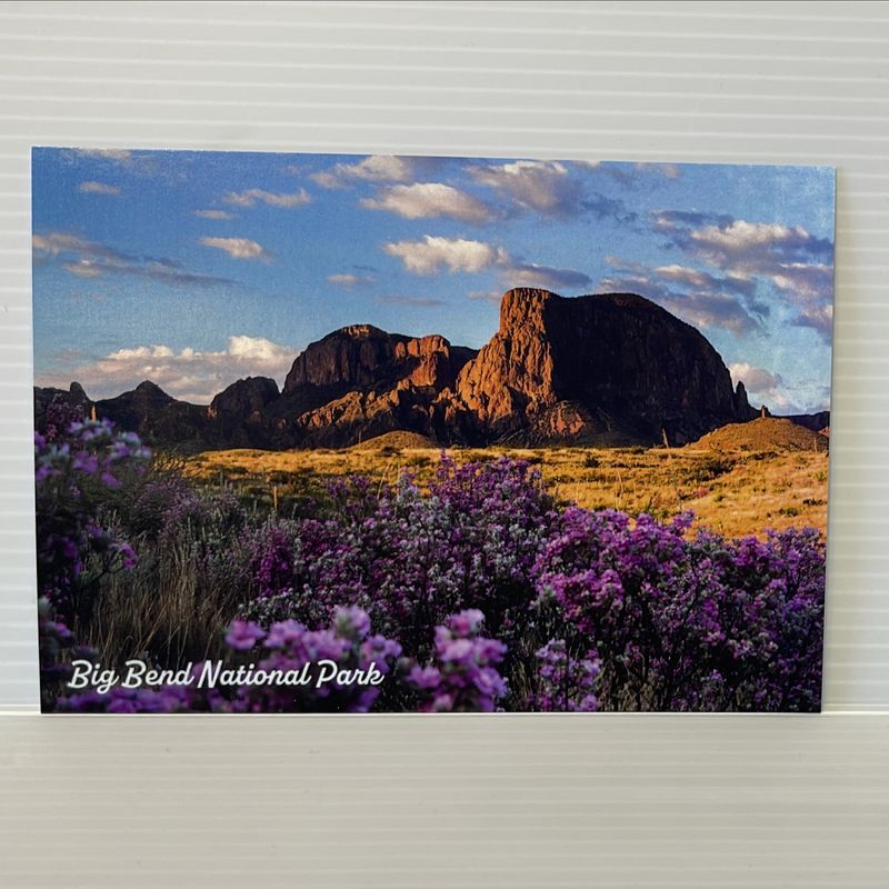 Photo Postcard Spring 98211