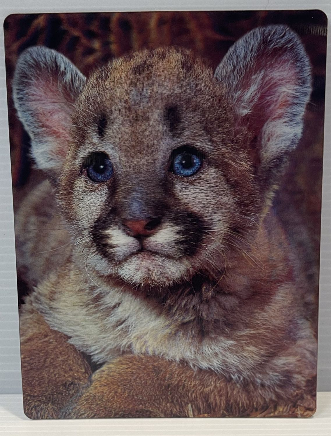 3D Postcard Cougar Cub 3D Postcard Cougar Cub