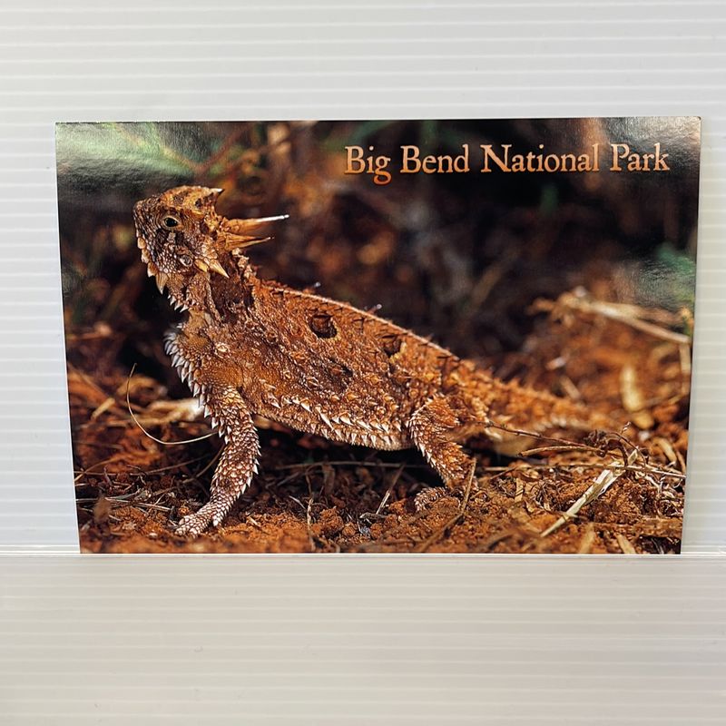 Photo postcard Horny Toad 45904