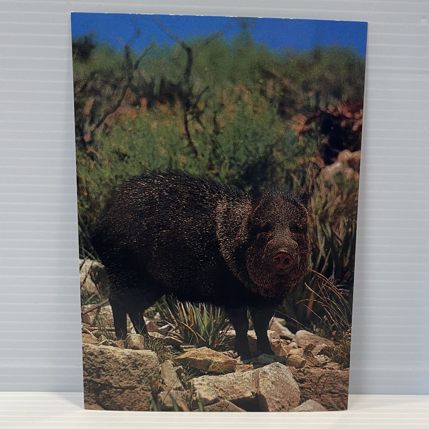 Photo postcard Javelina 2007