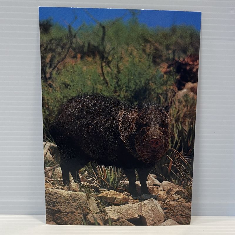 Photo postcard Javelina 2007