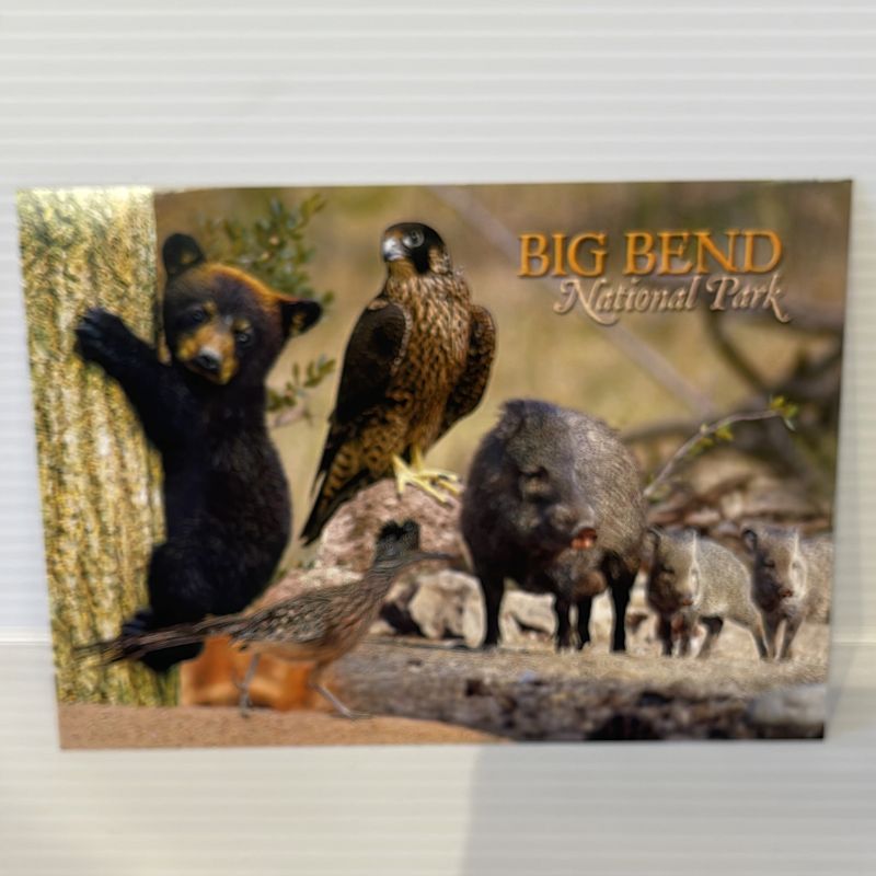 Photo postcard BIBE Animals 65239