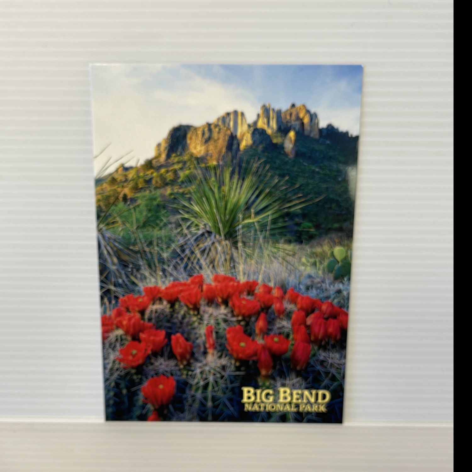Photo postcard Claret Cup Chisos 10409