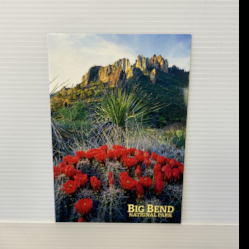 Photo postcard Claret Cup Chisos 10409