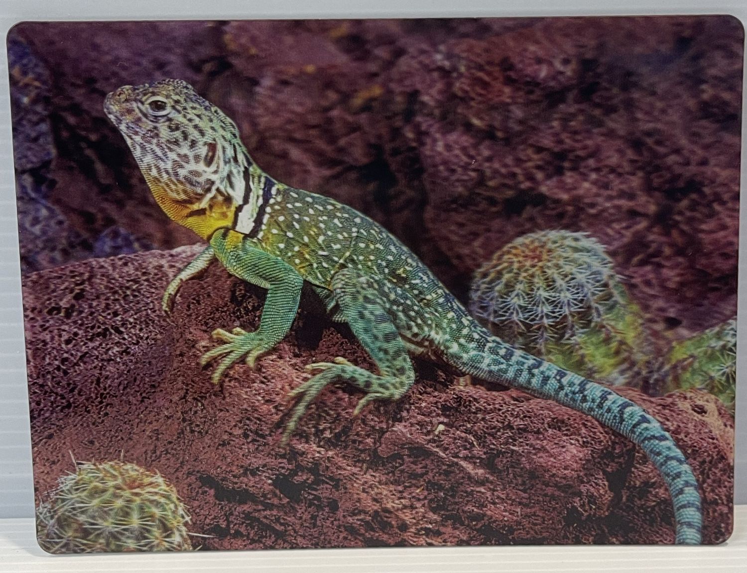 3D postcard Collared Lizard
