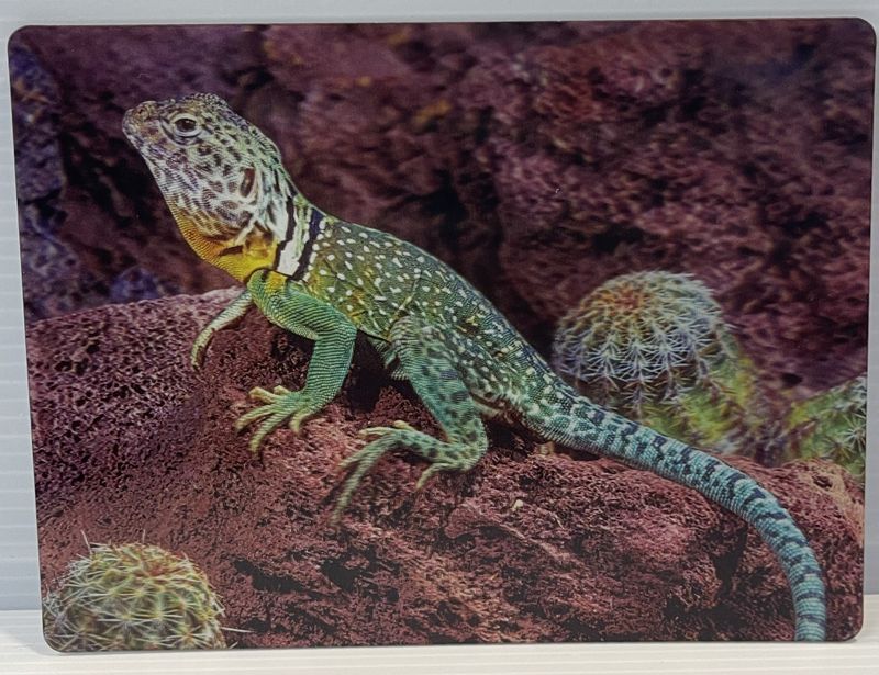 3D postcard Collared Lizard