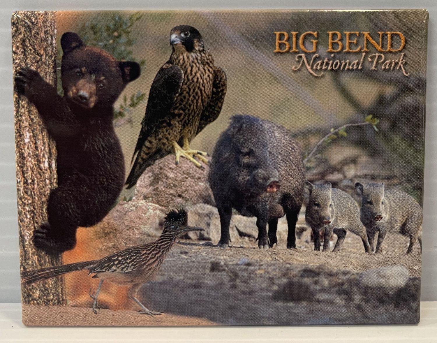 Badge magnet - Big Bend  Desert Animals