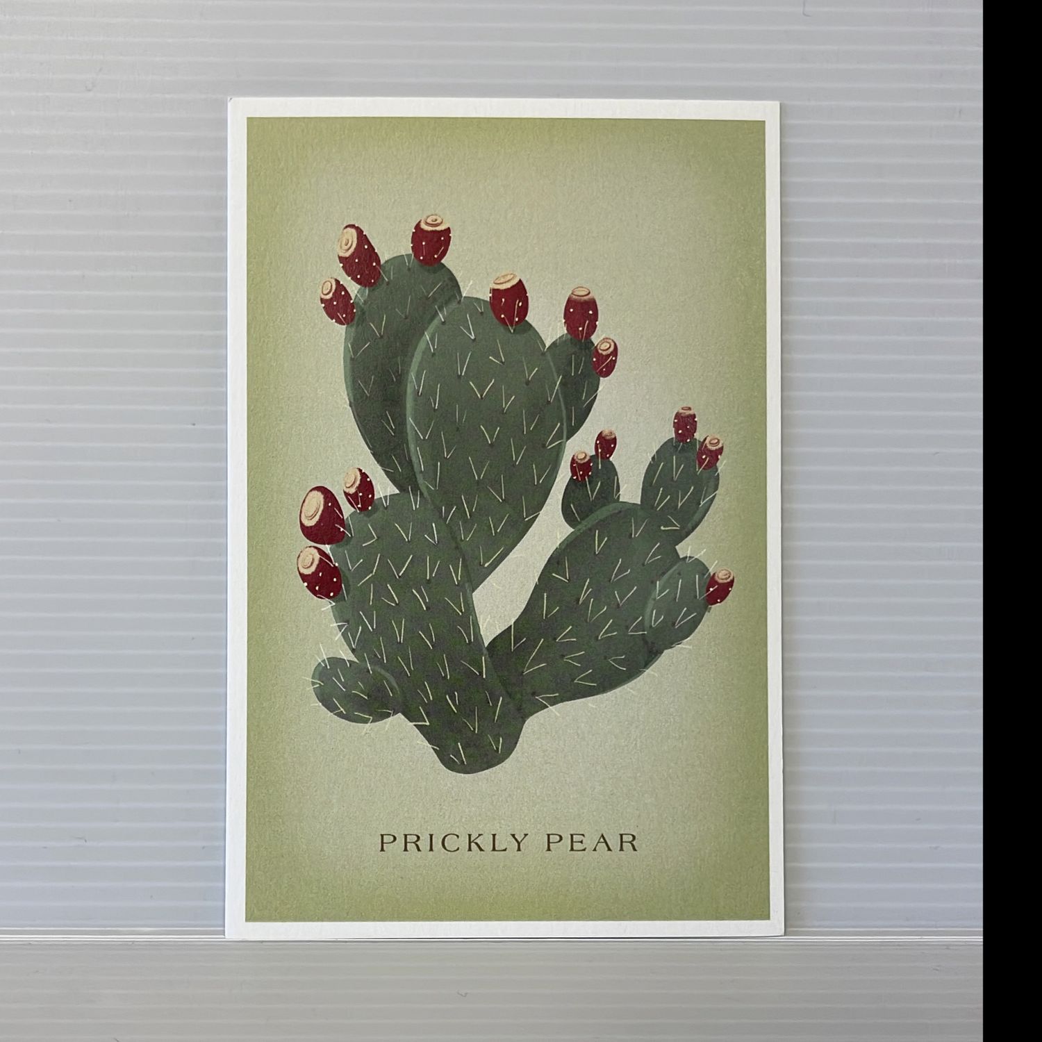 Premium Postcard Prickly Pear Vintage