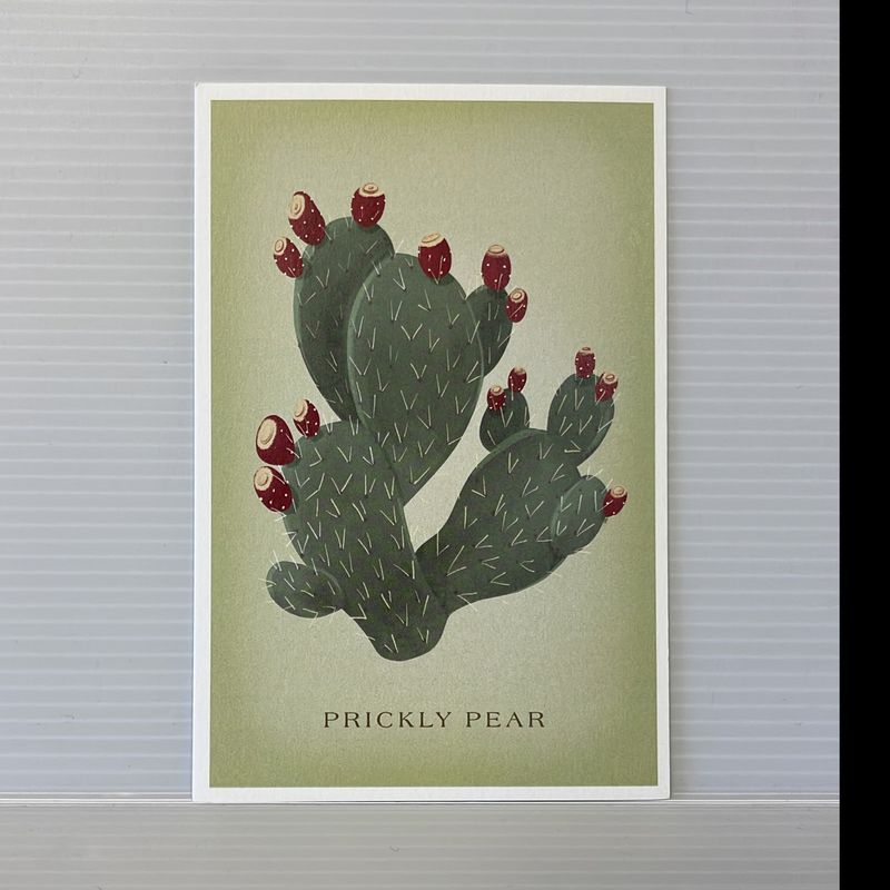 Premium Postcard Prickly Pear Vintage