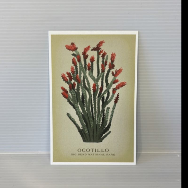 Postcard Ocotillo Vintage Big Bend