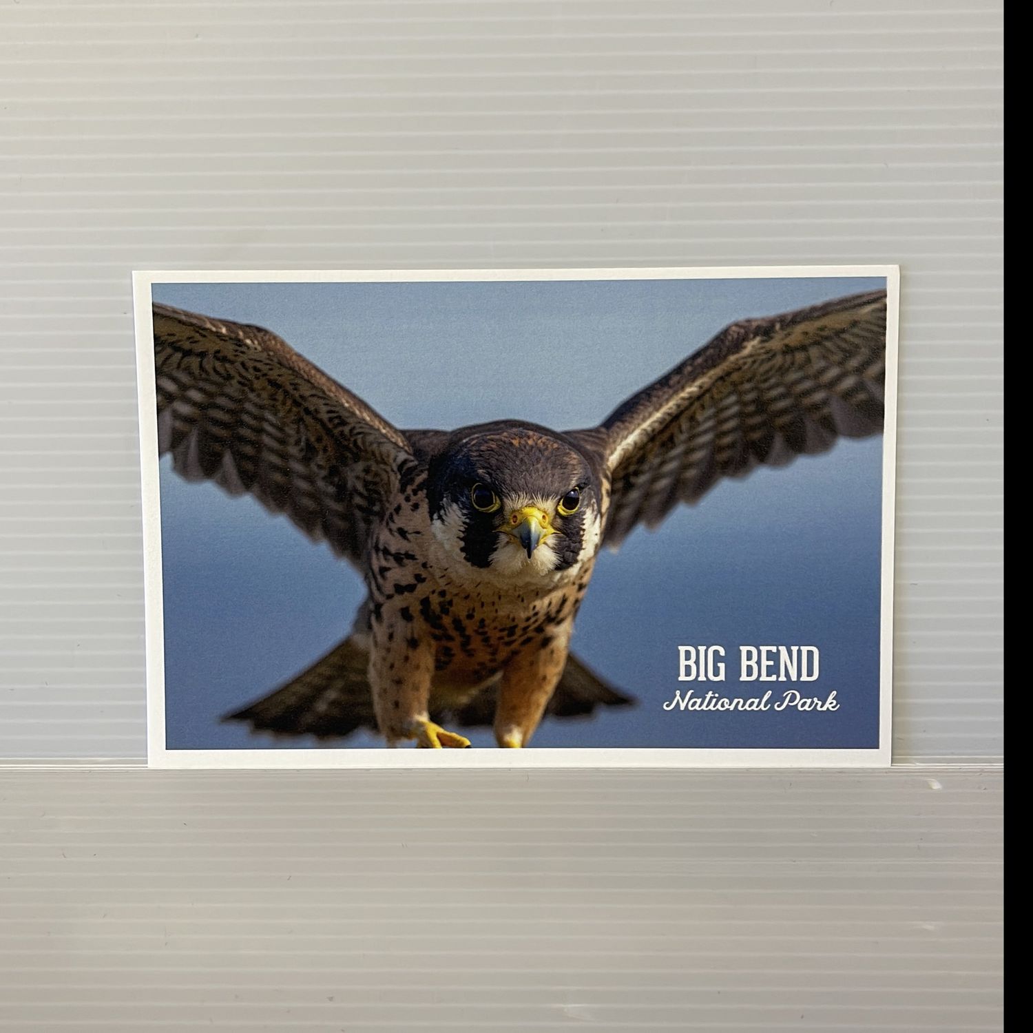 Photo Postcard Peregrine Falcon