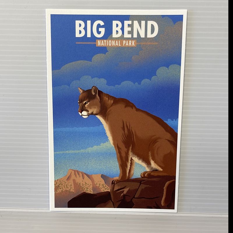 Illustrated Postcard Mountain Lion