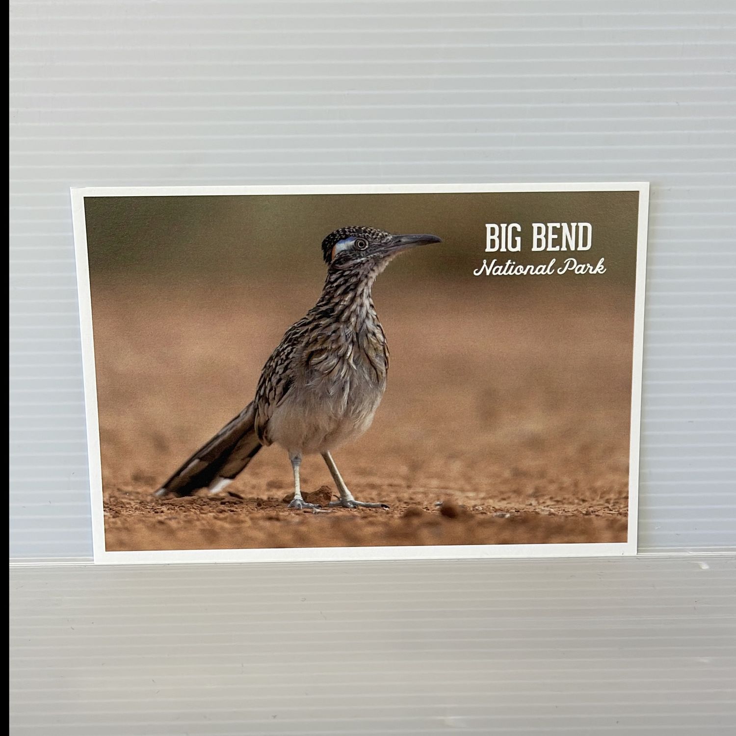 Photo Postcard Roadrunner Photo Postcard Roadrunner