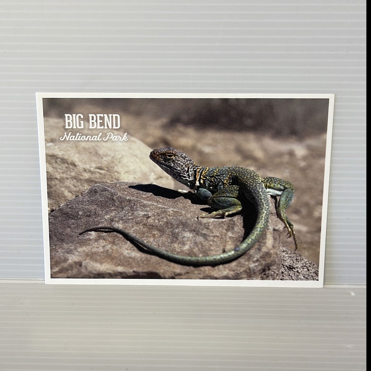 Photo Postcard Collared Lizard
