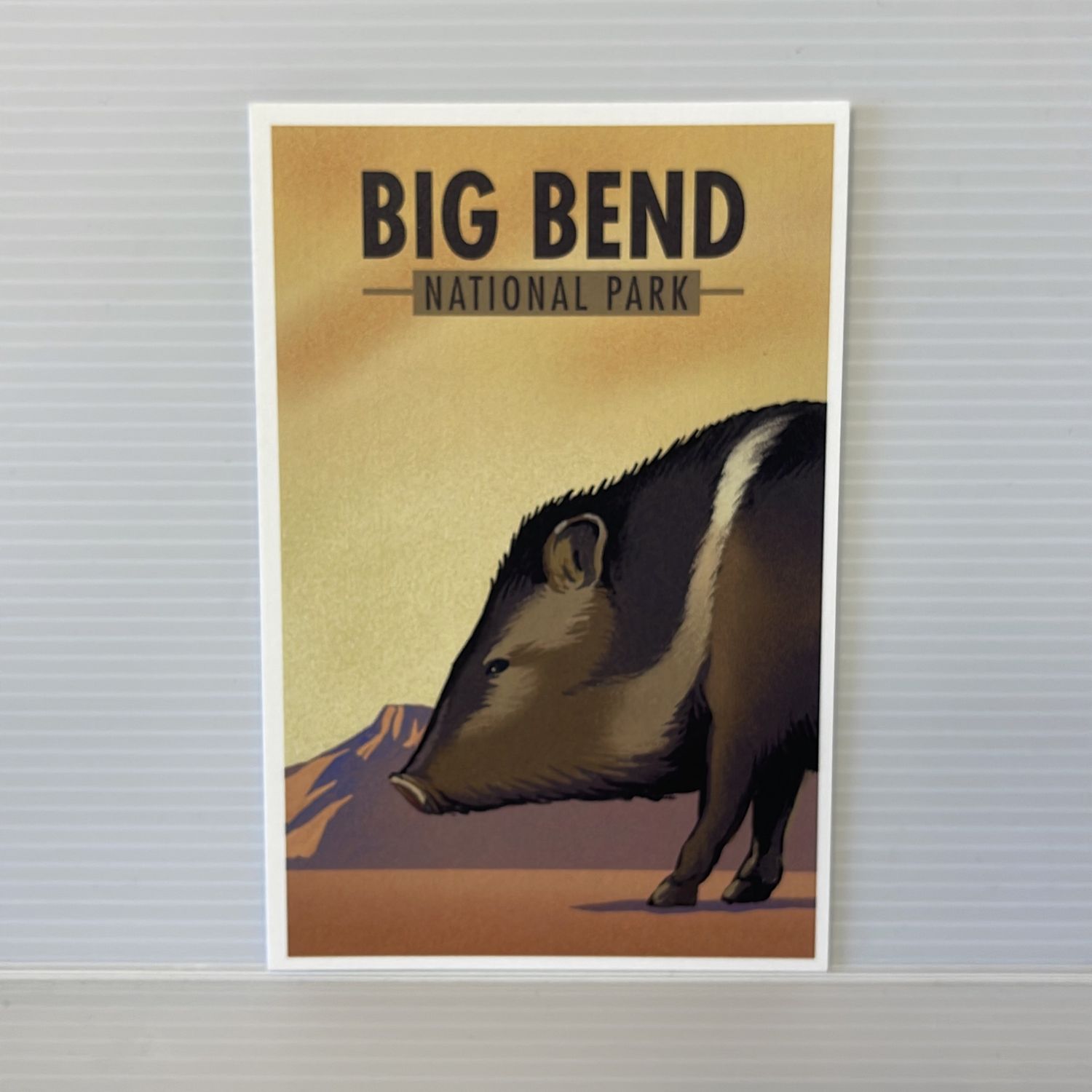 Illustrated Postcard Javelina