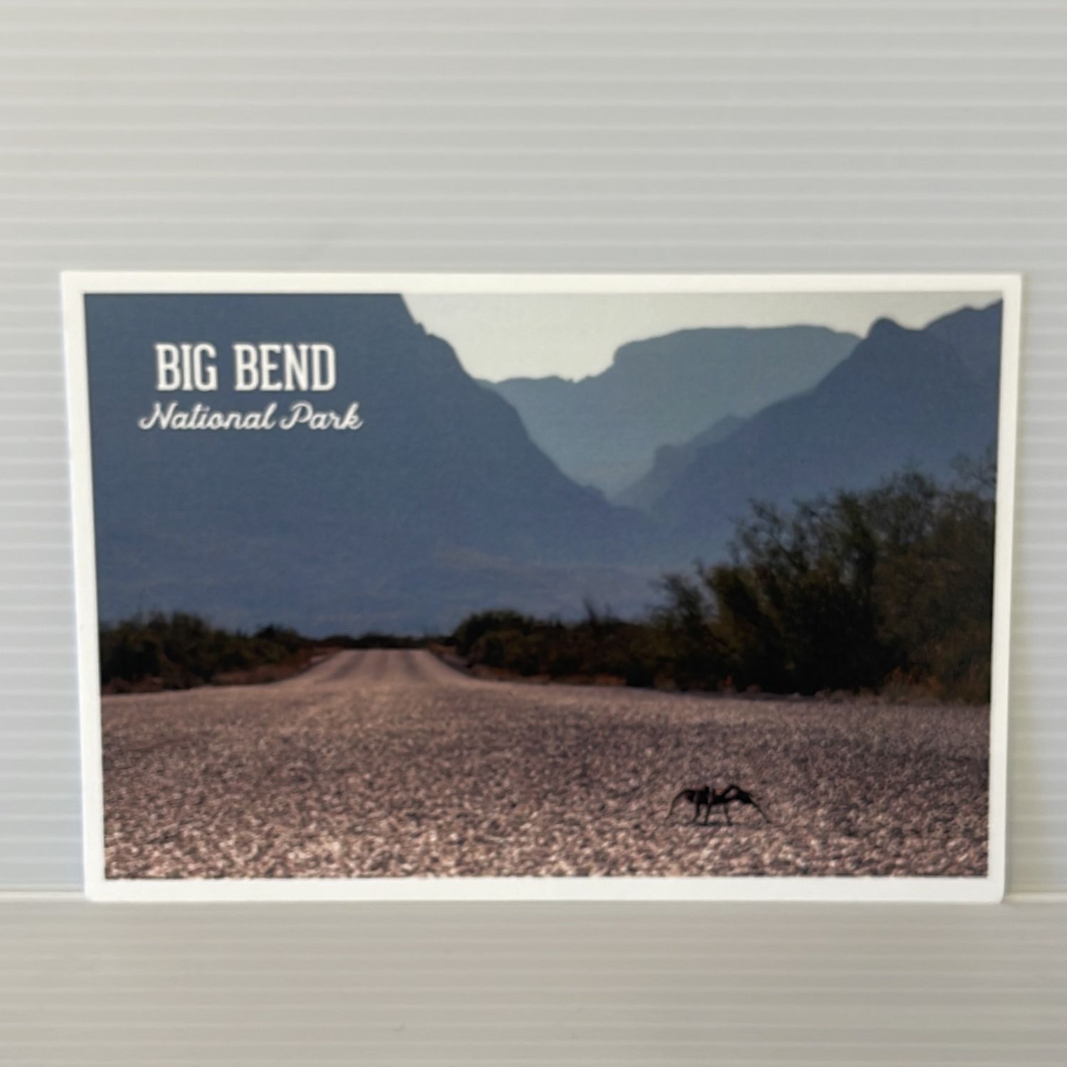 Photo Postcard Tarantula Road