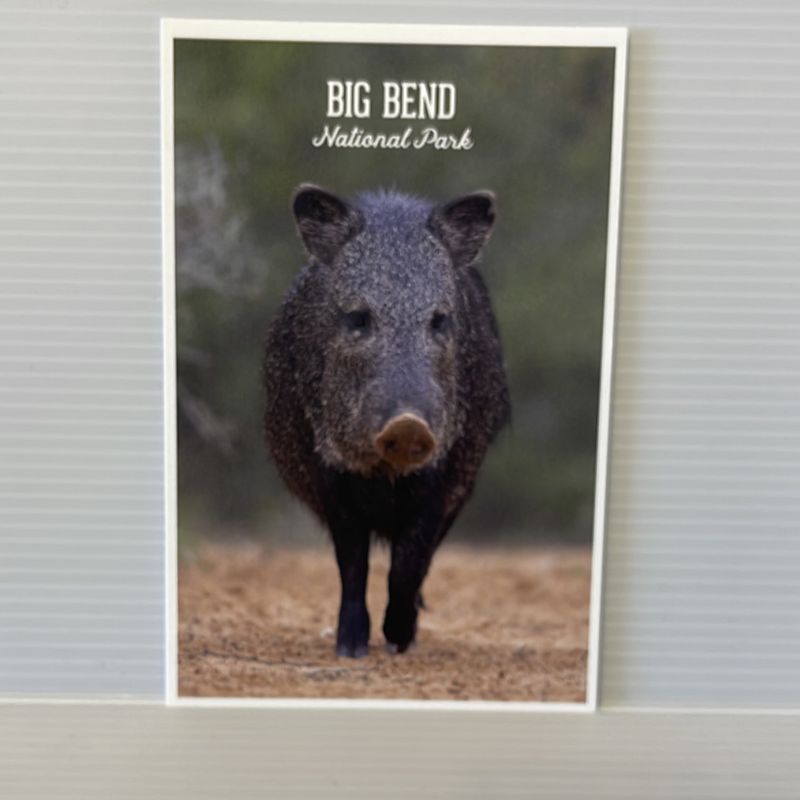 Photo Postcard Javelina
