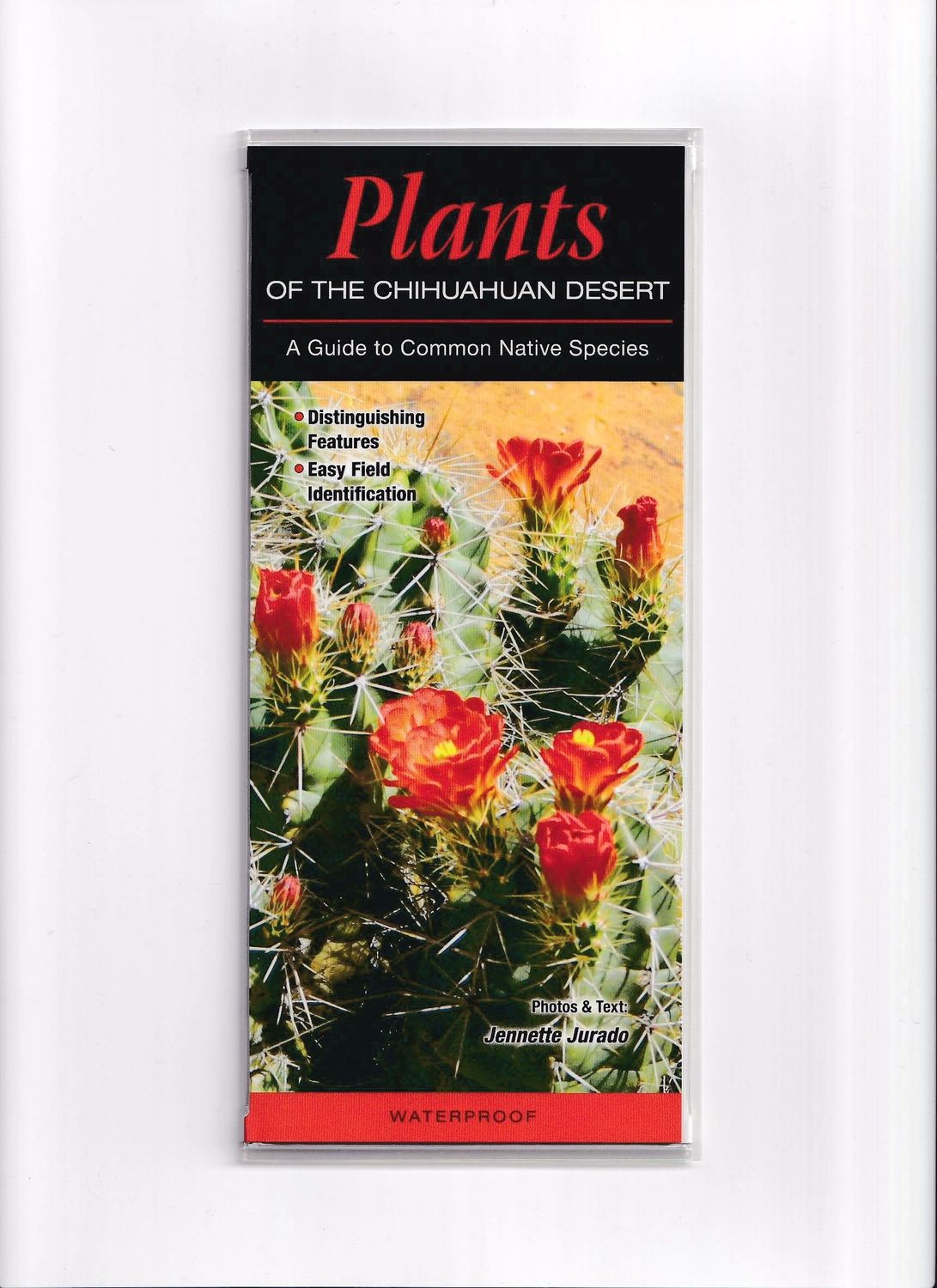 Laminated Guide - Chihuahuan Desert Plants