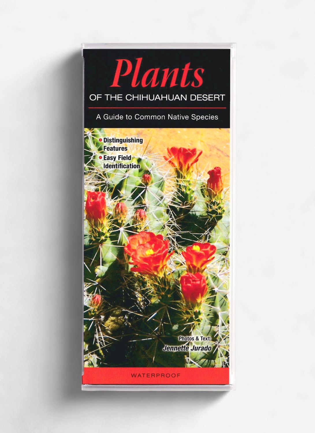 Laminated Guide - Chihuahuan Desert Plants