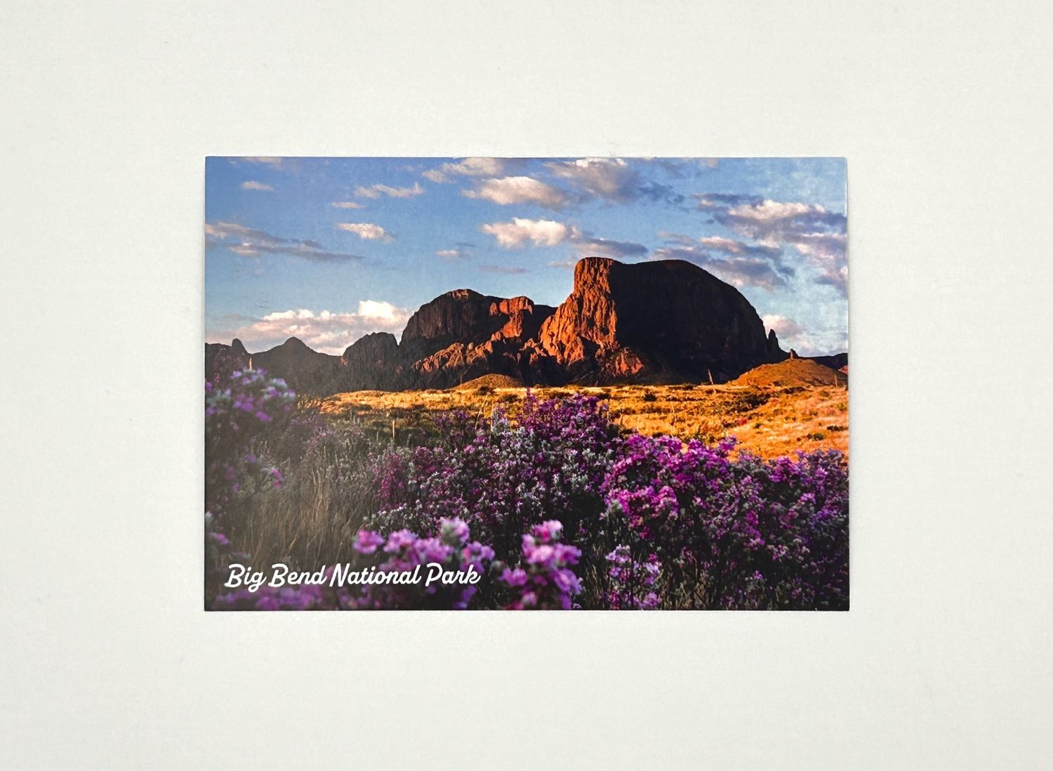 Photo Postcard Spring 98211