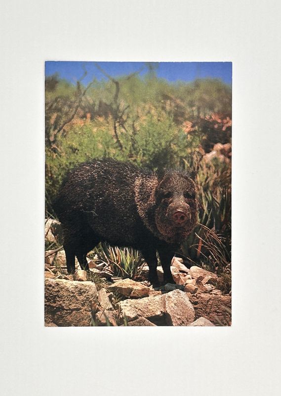 Photo postcard Javelina 2007