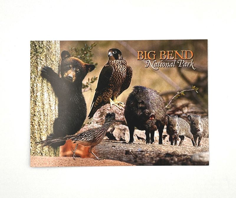Photo postcard BIBE Animals 65239