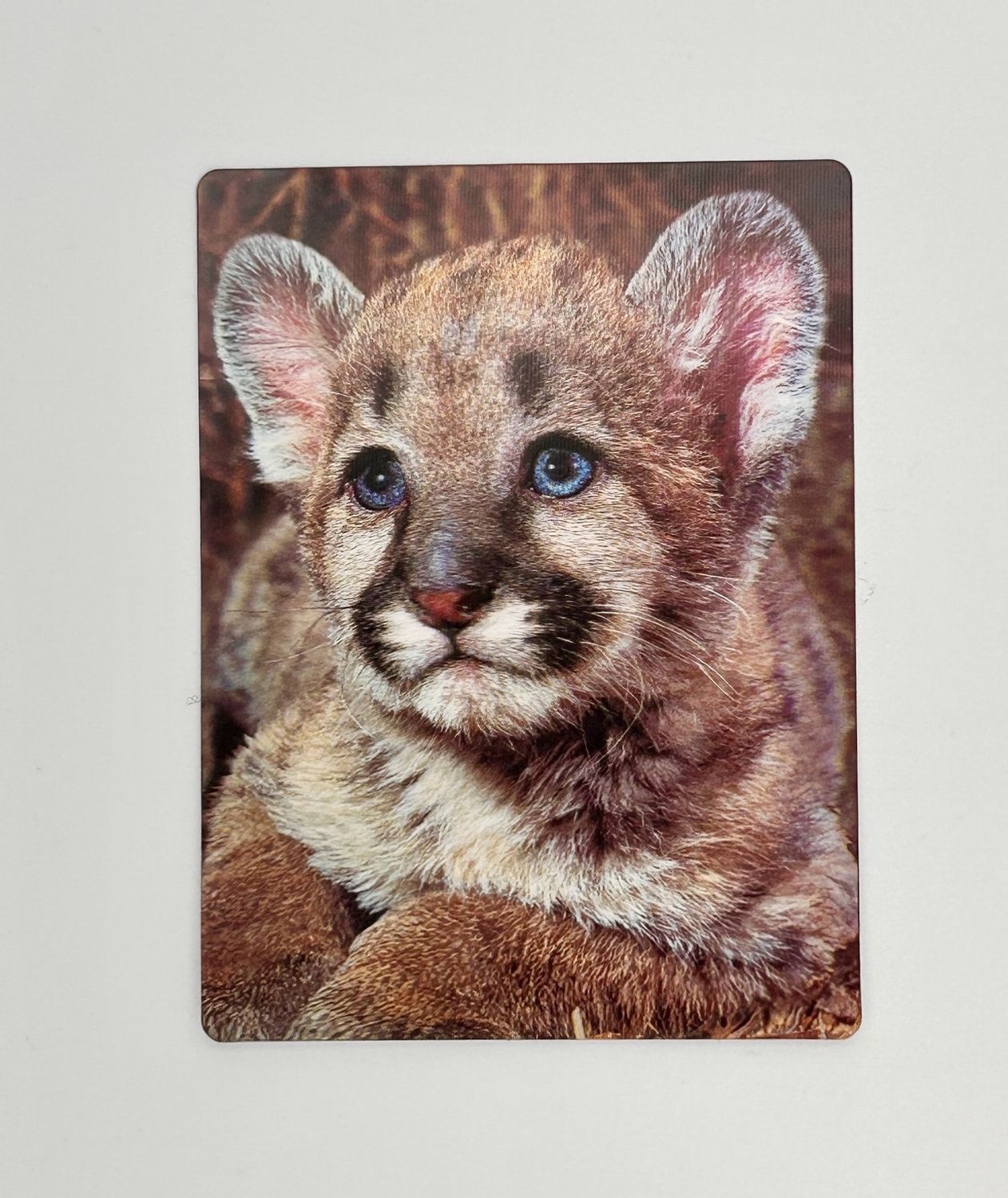 3D Postcard Cougar Cub