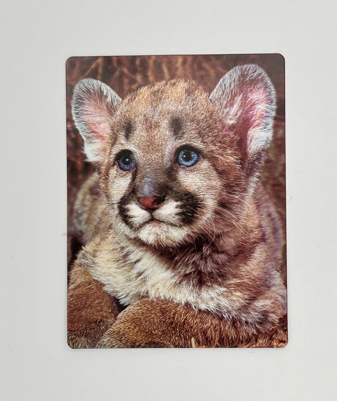 3D Postcard Cougar Cub