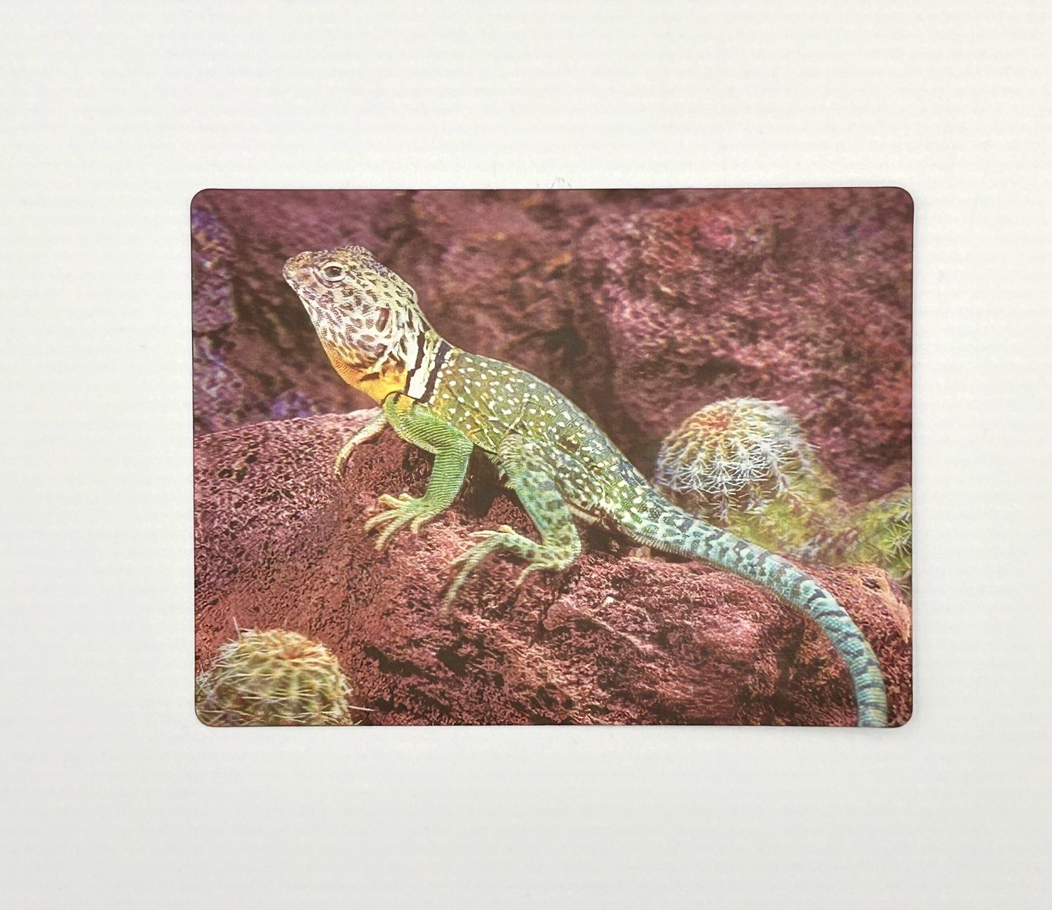 3D postcard Collared Lizard 3D postcard Collared Lizard