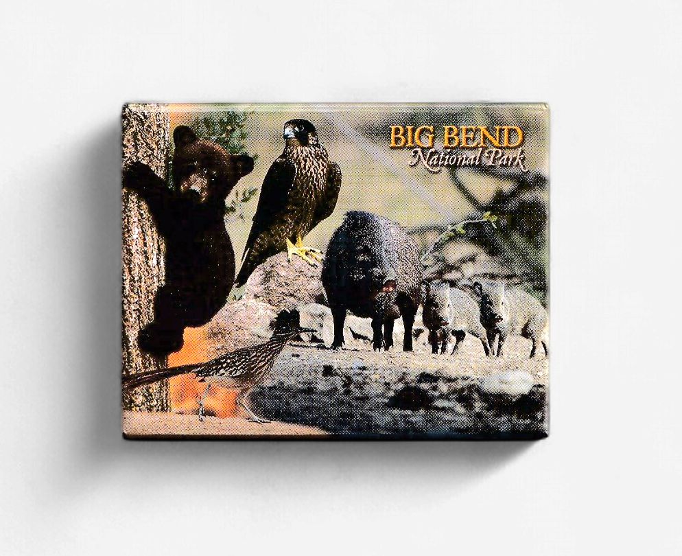Badge magnet - Big Bend  Desert Animals