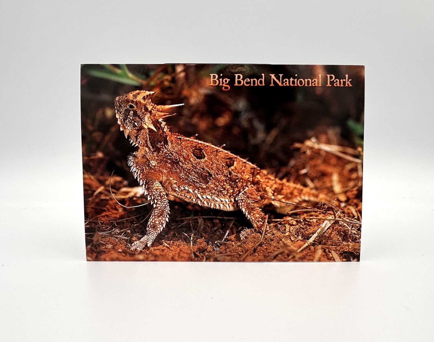 Photo postcard Horny Toad 45904