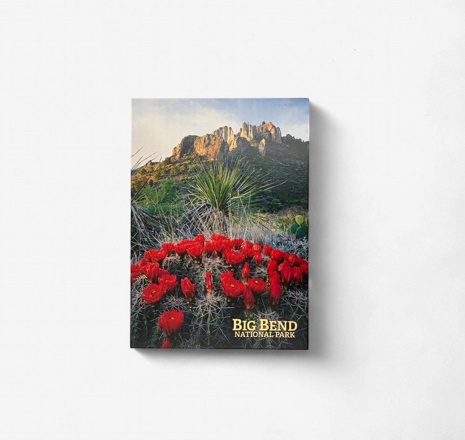 Photo postcard Claret Cup Chisos 10409