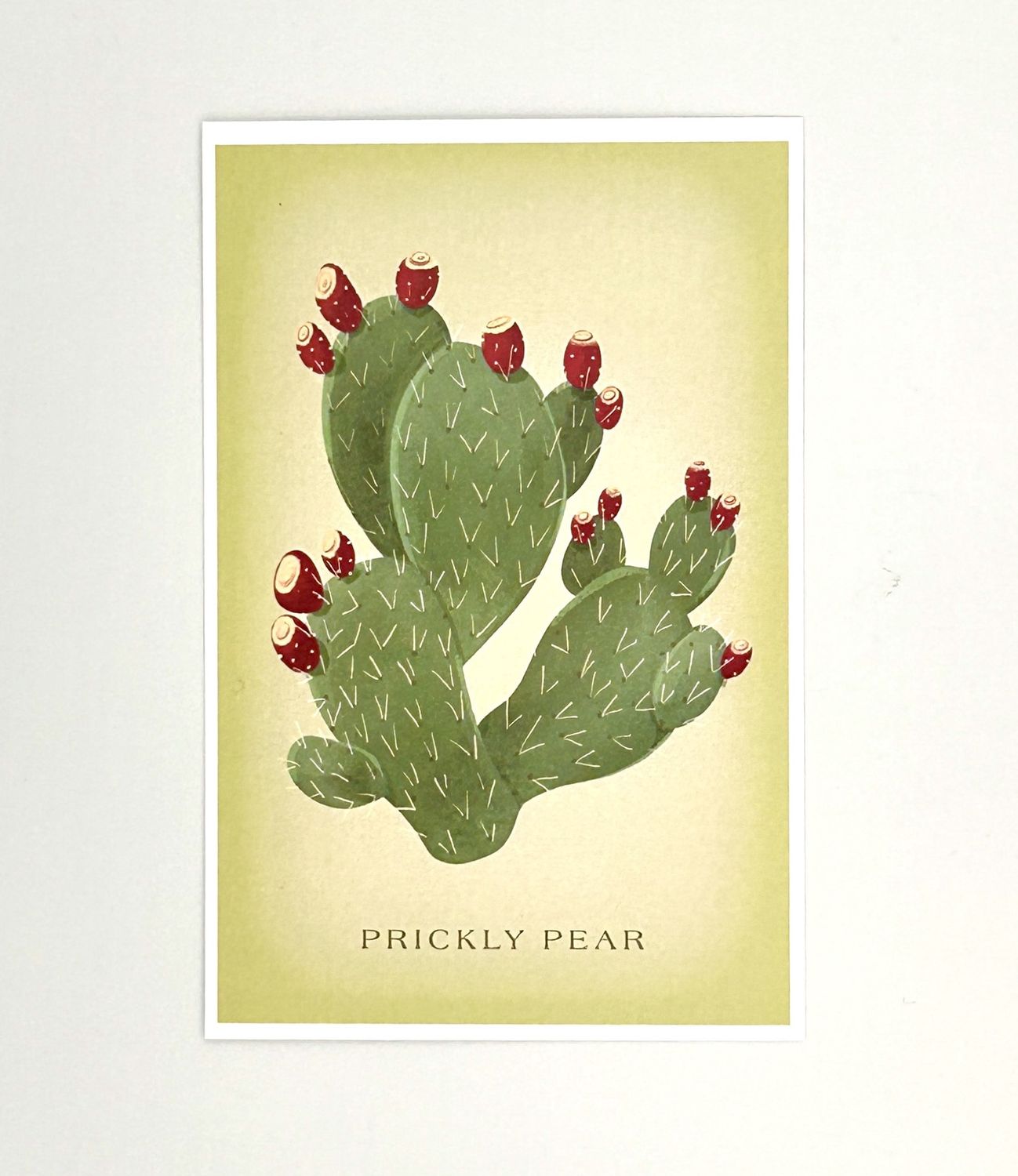 Premium Postcard Prickly Pear Vintage Premium Postcard Prickly Pear Vintage