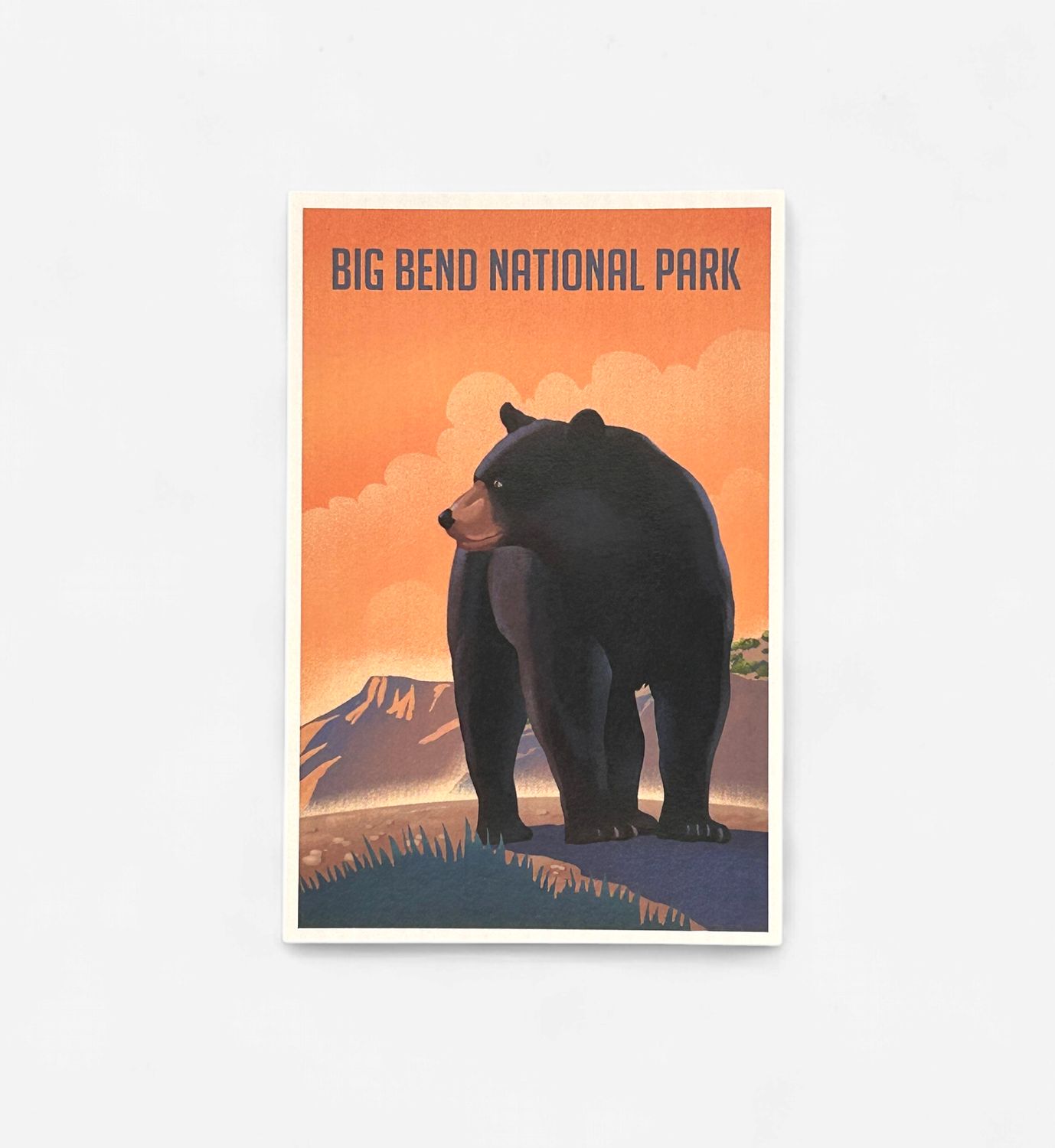 Illustrated Postcard Black Bear