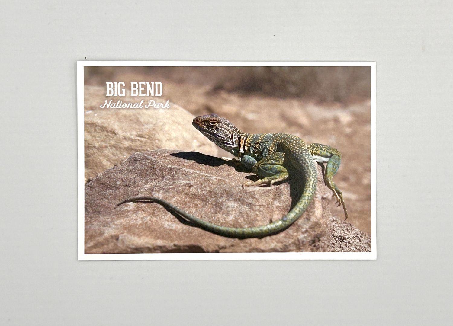 Photo Postcard Collared Lizard