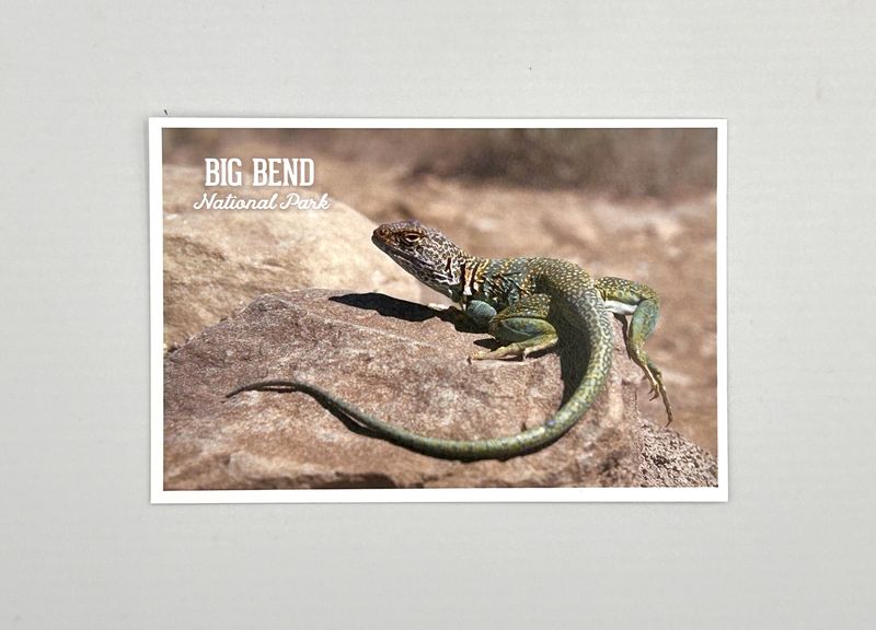 Photo Postcard Collared Lizard