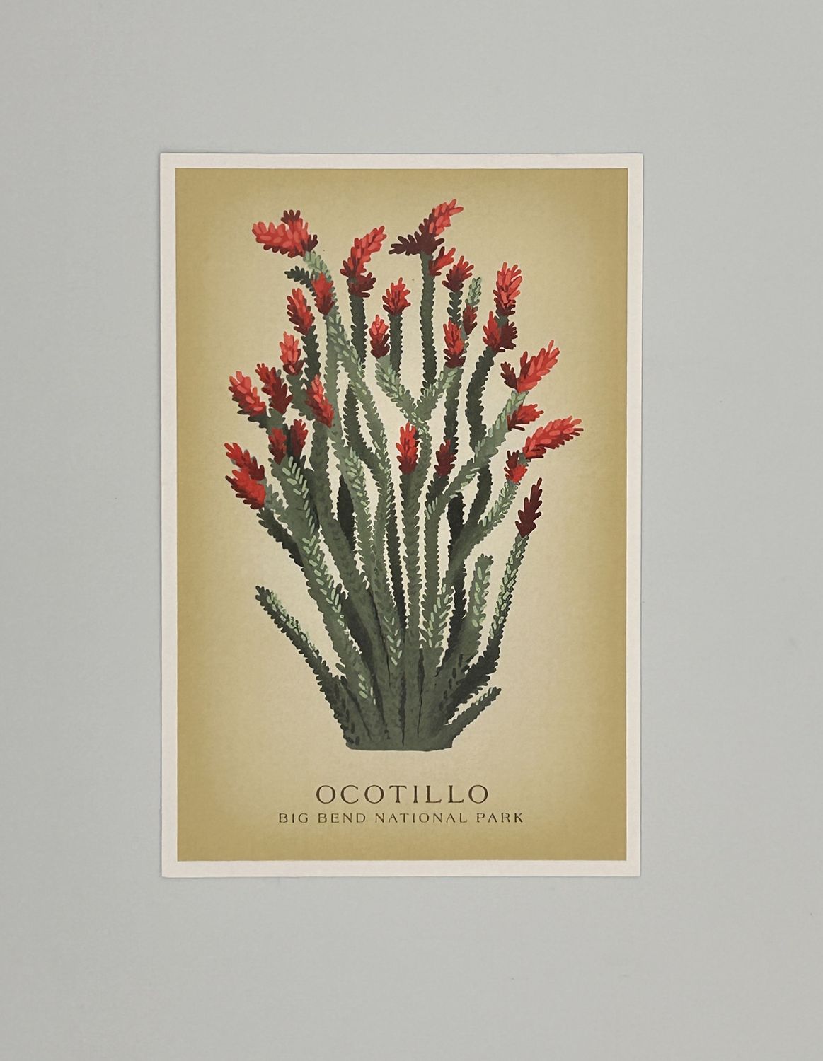 Postcard Ocotillo Vintage Big Bend