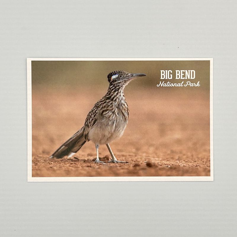 Photo Postcard Roadrunner