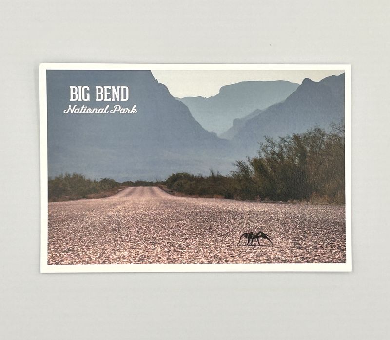 Photo Postcard Tarantula Road