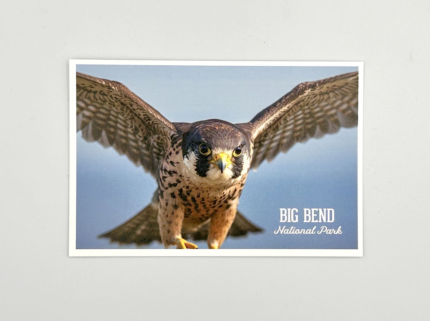 Photo Postcard Peregrine Falcon Photo Postcard Peregrine Falcon