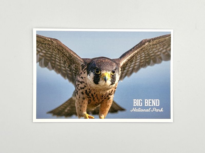 Photo Postcard Peregrine Falcon